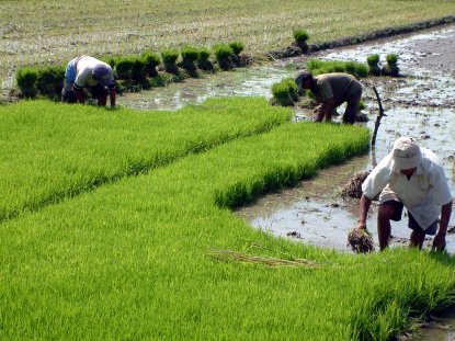 DANA DESA  TEPAT SASARAN, PEMERINTAH HARUS BERSINERGI 