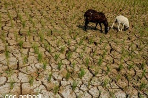 BMKG: Sejumlah Wilayah Indonesia Berpotensi Kekeringan