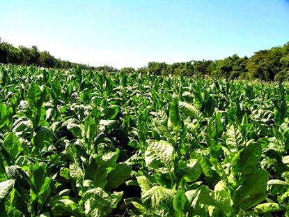 BERBADAN HUKUM, SYARAT UTAMA PENGAJUAN DANA BAGI HASIL CUKAI 