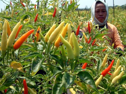 CURAH HUJAN TINGGI, HARGA CABAI MASIH MELAMBUNG   