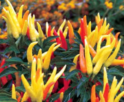 STABILKAN HARGA CABE, BULOG JATIM PASOK 5 TON CABE 